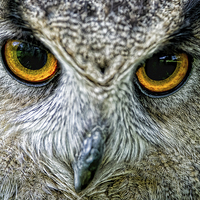 Buy canvas prints of  Eagle Owl Eyes by Chris Hulme