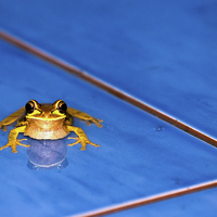 Buy canvas prints of  A Frog in the Pool by Chris Hulme