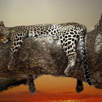 Buy canvas prints of  Cat Nap! by Steve Bampton
