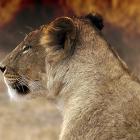 Buy canvas prints of  Lioness sitting by the fire by Steve Bampton