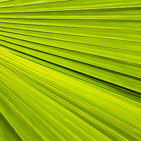 Buy canvas prints of  Palm Fan by David Bradbury