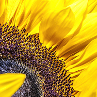 Buy canvas prints of  Sunflower Detail by David Bradbury