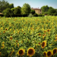 Buy canvas prints of  Tuscan Sunflowers by David Bradbury
