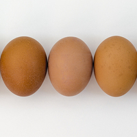 Buy canvas prints of  Five Eggs in a Row by David Bradbury