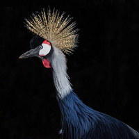 Buy canvas prints of  A Great Crested Crane by Lee Sutton