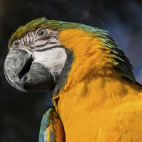 Buy canvas prints of  Yellow Parrot by Lee Sutton