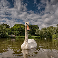 Buy canvas prints of Swan Lake by Tim Smith