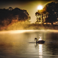 Buy canvas prints of Swan at sunrise by Tim Smith