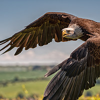 Buy canvas prints of North American Bald Eagle by Tim Smith