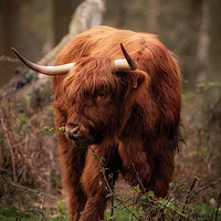 Buy canvas prints of Highland Cow by Tim Smith