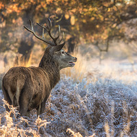 Buy canvas prints of Stag at sunrise by Tim Smith