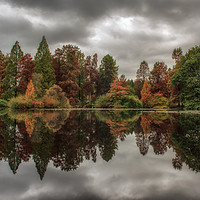 Buy canvas prints of Conifers reflection by Tim Smith