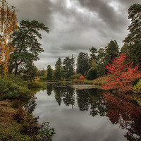 Buy canvas prints of Autumnal trees by Tim Smith