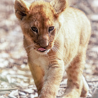 Buy canvas prints of Lion Cub by Tim Smith