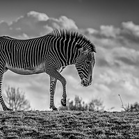 Buy canvas prints of Zebra crossing! by Tim Smith