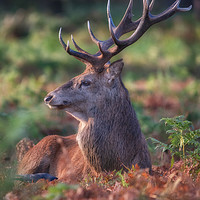 Buy canvas prints of A Stags life! by Tim Smith