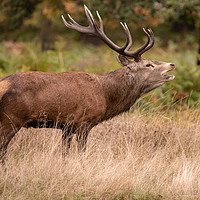 Buy canvas prints of Red Deer Stag by Tim Smith