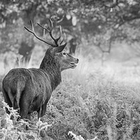 Buy canvas prints of Red Deer Stag B&W by Tim Smith