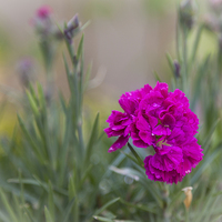 Buy canvas prints of  Dianthus by paul holt