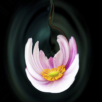 Buy canvas prints of  Japanese anemone flower by paul holt