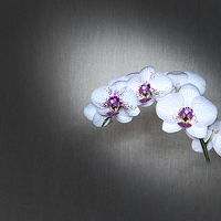 Buy canvas prints of  Orchid by paul holt