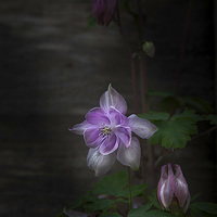 Buy canvas prints of  Aquiegia by paul holt
