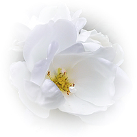 Buy canvas prints of  White Rose by paul holt