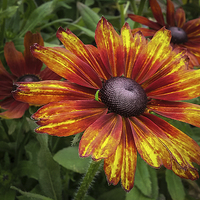Buy canvas prints of  Helenium by paul holt