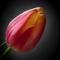 Buy canvas prints of Tulip by paul holt
