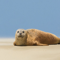 Buy canvas prints of  seal at Scroby sands by Peter De Clercq