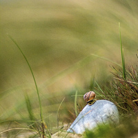 Buy canvas prints of  Snail on the Beach by Peter De Clercq