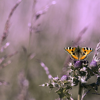 Buy canvas prints of Butterfly by Peter De Clercq