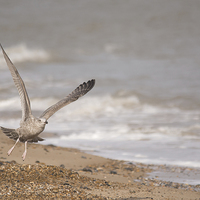 Buy canvas prints of  seagull at beach by Peter De Clercq