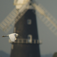 Buy canvas prints of  Little egret, big windmill by Peter De Clercq