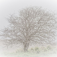 Buy canvas prints of Lone Tree by Peter De Clercq