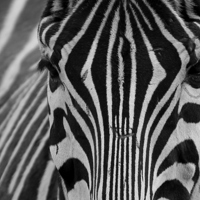 Buy canvas prints of  Zebra  by Mick Holland