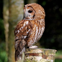 Buy canvas prints of  Tawny Owl by Mick Holland
