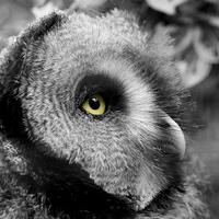 Buy canvas prints of  Moody Owl by Mick Holland