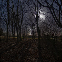 Buy canvas prints of Eerie Wood by Kevin Baxter
