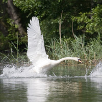 Buy canvas prints of Swan chase by Kevin Baxter