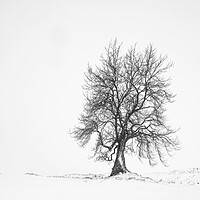 Buy canvas prints of Lone Tree by Garry Quinn