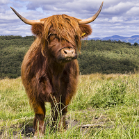 Buy canvas prints of  Highland coo by Garry Quinn
