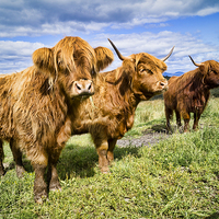 Buy canvas prints of  3 coo's by Garry Quinn
