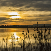 Buy canvas prints of   Golden Ponds by Garry Quinn