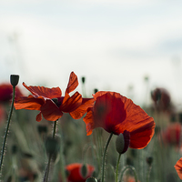 Buy canvas prints of  Lovely Poppies by Garry Quinn