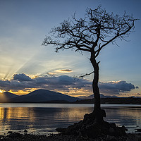 Buy canvas prints of Lomond Gold by Garry Quinn