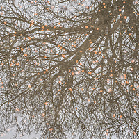 Buy canvas prints of Reflected Trees by Garry Quinn