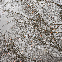 Buy canvas prints of Branches reflecting by Garry Quinn