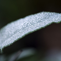 Buy canvas prints of  Jewels in the Morning Dew by Mark Jaffe