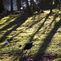 Buy canvas prints of  Moorhen in wooded moorland in evening light by Mark Jaffe